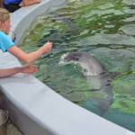 Het voeren van de bruinvissen in Ecomare in De Koog<br/>Copyright © JTravel.nl Het voeren van de bruinvissen in Ecomare in De Koog / Copyright © JTravel.nl