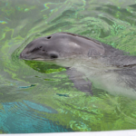 Het voeren van de bruinvissen in Ecomare in De Koog<br/>Copyright © JTravel.nl Het voeren van de bruinvissen in Ecomare in De Koog / Copyright © JTravel.nl