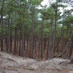 Natuurgebied De Dennen<br/>Copyright © JTravel.nl Natuurgebied De Dennen / Copyright © JTravel.nl