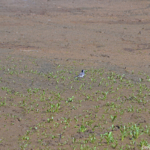 Een witte kwikstaart in natuurgebied De Hors<br/>Copyright © JTravel.nl Een witte kwikstaart in natuurgebied De Hors / Copyright © JTravel.nl