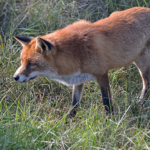 Een vos in de Amsterdamse Waterleidingduinen<br/>Copyright ยฉ JTravel.nl Een vos in de Amsterdamse Waterleidingduinen / Copyright ยฉ JTravel.nl