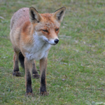 Een vos in de Amsterdamse Waterleidingduinen op 4-9-2017<br/>Copyright ยฉ JTravel.nl Een vos in de Amsterdamse Waterleidingduinen op 4-9-2017 / Copyright ยฉ JTravel.nl