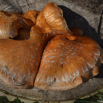 Paddenstoelen in de Amsterdamse Waterleidingduinen op 14-10-2017<br/>Copyright ยฉ JTravel.nl Paddenstoelen in de Amsterdamse Waterleidingduinen op 14-10-2017<br/>Copyright ยฉ JTravel.nl