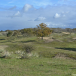 De natuur in de Amsterdamse Waterleidingduinen op 8-10-2017<br/> Copyright ยฉ JTravel.nl De natuur in de Amsterdamse Waterleidingduinen op 8-10-2017 / Copyright ยฉ JTravel.nl