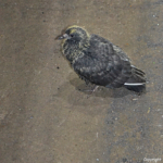 Een duif in de fabriekshal van Damen Shiprepair in Amsterdam Noord tijdens de Instameet 24H Noord<br/>Copyright ยฉ JTravel.nl Een duif in de fabriekshal van Damen Shiprepair in Amsterdam Noord tijdens de Instameet 24H Noord / Copyright ยฉ JTravel.nl