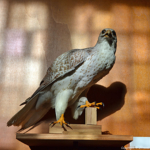 Een opgezette giervalk in de tentoonstelling jacht in Kasteel Doorwerth<br/>Copyright ยฉ JTravel.nl Een opgezette giervalk in de tentoonstelling jacht in Kasteel Doorwerth / Copyright ยฉ JTravel.nl