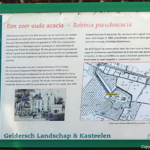 Informatie over de acacia op de binnenplaats van Kasteel Doorwerth<br/>Copyright ยฉ JTravel.nl Informatie over de acacia op de binnenplaats van Kasteel Doorwerth / Copyright ยฉ JTravel.nl