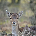Een damhert in de Amsterdamse Waterleidingduinen op 6-3-2018<br/>Copyright JTravel.nl Een damhert in de Amsterdamse Waterleidingduinen op 6-3-2018 / Copyright JTravel.nl