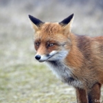 Een vos in de Amsterdamse Waterleidingduinen op 6-3-2018 <br/>Copyright JTravel.nl Een vos in de Amsterdamse Waterleidingduinen op 6-3-2018 / Copyright JTravel.nl