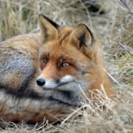 Een vos in de Amsterdamse Waterleidingduinen op 6-3-2018 <br/>Copyright JTravel.nl Een vos in de Amsterdamse Waterleidingduinen op 6-3-2018 / Copyright JTravel.nl