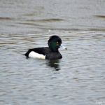 Een kuifeend in de Amsterdamse Waterleidingduinen op 6-3-2018<br/>Copyright JTravel.nl Een kuifeend in de Amsterdamse Waterleidingduinen op 6-3-2018 / Copyright JTravel.nl