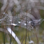 Een spinnenweb in de Amsterdamse Waterleidingduinen op 8-5-2018<br/>Copyright ยฉ JTravel.nl Een spinnenweb in de Amsterdamse Waterleidingduinen op 8-5-2018 / Copyright ยฉ JTravel.nl