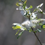 Elzenkatjes in de Amsterdamse Waterleidingduinen op 8-5-2018<br/>Copyright ยฉ JTravel.nl Elzenkatjes in de Amsterdamse Waterleidingduinen op 8-5-2018 / Copyright ยฉ JTravel.nl