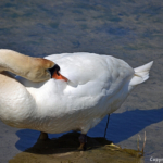Een knobbelzwaan in de Amsterdamse Waterleidingduinen op 8-5-2018<br/>Copyright ยฉ JTravel.nl Een knobbelzwaan in de Amsterdamse Waterleidingduinen op 8-5-2018 / Copyright ยฉ JTravel.nl