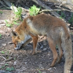 Een vos (Bobby) in de Amsterdamse Waterleidingduinen op 8-5-2018<br/>Copyright ยฉ JTravel.nl Een vos (Bobby) in de Amsterdamse Waterleidingduinen op 8-5-2018 / Copyright ยฉ JTravel.nl