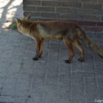 Een vos (Bobby) in de Amsterdamse Waterleidingduinen op 8-5-2018<br/>Copyright ยฉ JTravel.nl Een vos (Bobby) in de Amsterdamse Waterleidingduinen op 8-5-2018 / Copyright ยฉ JTravel.nl