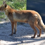 Een vos (Bobby) in de Amsterdamse Waterleidingduinen op 8-5-2018<br/>Copyright ยฉ JTravel.nl Een vos (Bobby) in de Amsterdamse Waterleidingduinen op 8-5-2018 / Copyright ยฉ JTravel.nl