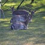 Lome damherten in de Amsterdamse Waterleidingduinen op 8-5-2018<br/>Copyright ยฉ JTravel.nl Lome damherten in de Amsterdamse Waterleidingduinen op 8-5-2018 / Copyright ยฉ JTravel.nl