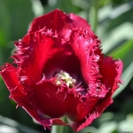 Een tulp in de Keukenhof<br/>Copyright © JTravel.nl Een tulp in de Keukenhof / Copyright © JTravel.nl