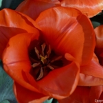 Een tulp in de Keukenhof<br/>Copyright © JTravel.nl Een tulp in de Keukenhof / Copyright © JTravel.nl