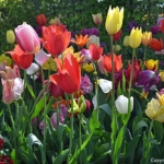 Tulpen in de Keukenhof<br/>Copyright © JTravel.nl Tulpen in de Keukenhof / Copyright © JTravel.nl