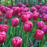 Tulpen in de Keukenhof<br/>Copyright © JTravel.nl Tulpen in de Keukenhof / Copyright © JTravel.nl