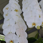 De orchideeën- en anturiumshow in het Beatrix Paviljoen<br/>Copyright © JTravel.nl De orchideeën- en anturiumshow in het Beatrix Paviljoen / Copyright © JTravel.nl