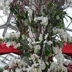 De orchideeën- en anturiumshow in het Beatrix Paviljoen<br/>Copyright © JTravel.nl De orchideeën- en anturiumshow in het Beatrix Paviljoen / Copyright © JTravel.nl