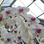 De orchideeën- en anturiumshow in het Beatrix Paviljoen<br/>Copyright © JTravel.nl De orchideeën- en anturiumshow in het Beatrix Paviljoen / Copyright © JTravel.nl