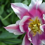 Een tulp in de Keukenhof<br/>Copyright © JTravel.nl Een tulp in de Keukenhof / Copyright © JTravel.nl