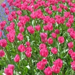 Tulpen in de Keukenhof<br/>Copyright © JTravel.nl Tulpen in de Keukenhof / Copyright © JTravel.nl