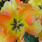 Tulpen in de Keukenhof<br/>Copyright © JTravel.nl Tulpen in de Keukenhof / Copyright © JTravel.nl