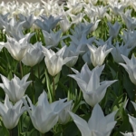 Tulpen in de Keukenhof<br/>Copyright © JTravel.nl Tulpen in de Keukenhof / Copyright © JTravel.nl