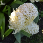 Een hyacint in de Keukenhof<br/>Copyright © JTravel.nl Een hyacint in de Keukenhof / Copyright © JTravel.nl