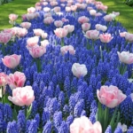 Tulpen en blauwe druifjes in de Keukenhof<br/>Copyright © JTravel.nl Tulpen en blauwe druifjes in de Keukenhof / Copyright © JTravel.nl