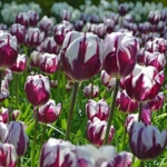 Tulpen in de Keukenhof<br/>Copyright © JTravel.nl Tulpen in de Keukenhof / Copyright © JTravel.nl