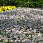Tulpen in de Keukenhof<br/>Copyright © JTravel.nl Tulpen in de Keukenhof / Copyright © JTravel.nl