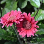 Gerbera's in de Keukenhof<br/>Copyright © JTravel.nl Gerbera's in de Keukenhof / Copyright © JTravel.nl