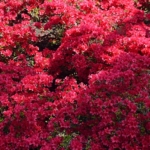 Rododendron in de Keukenhof<br/>Copyright © JTravel.nl Rododendron in de Keukenhof / Copyright © JTravel.nl