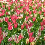 Tulpen in de Keukenhof<br/>Copyright © JTravel.nl Tulpen in de Keukenhof / Copyright © JTravel.nl