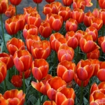 Tulpen in de Keukenhof<br/>Copyright © JTravel.nl Tulpen in de Keukenhof / Copyright © JTravel.nl