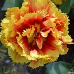Een tulp in de Keukenhof<br/>Copyright © JTravel.nl Een tulp in de Keukenhof / Copyright © JTravel.nl