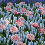 Tulpen en blauwe druifjes in de Keukenhof<br/>Copyright © JTravel.nl Tulpen en blauwe druifjes in de Keukenhof / Copyright © JTravel.nl