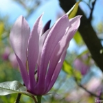 Magnolia in de Keukenhof<br/>Copyright © JTravel.nl Magnolia in de Keukenhof / Copyright © JTravel.nl