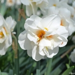 Narcissen in de Keukenhof<br/>Copyright © JTravel.nl Narcissen in de Keukenhof / Copyright © JTravel.nl