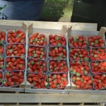 Aardbeien te koop in de Keukenhof<br/>Copyright © JTravel.nl Aarbeien te koop in de Keukenhof / Copyright © JTravel.nl