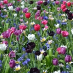 Tulpen in de Keukenhof<br/>Copyright © JTravel.nl Tulpen in de Keukenhof / Copyright © JTravel.nl