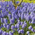 Blauwe druifjes in de Keukenhof<br/>Copyright © JTravel.nl Blauwe druifjes in de Keukenhof / Copyright © JTravel.nl