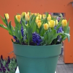 De inspiratietuin Rebel tuin in de Keukenhof<br/>Copyright © JTravel.nl De inspiratietuin Rebel tuin in de Keukenhof / Copyright © JTravel.nl