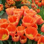 De tulpenshow in het Willem-Alexander Paviljoen<br/>Copyright © JTravel.nl De tulpenshow in het Willem-Alexander Paviljoen / Copyright © JTravel.nl